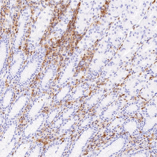 CD50 Rabbit Polyclonal Antibody