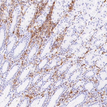 CD50 Rabbit Polyclonal Antibody