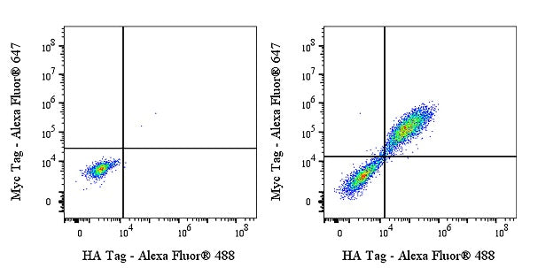 HA Tag Recombinant Rabbit mAb (S-4144)