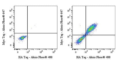 HA Tag Recombinant Rabbit mAb (S-4144)