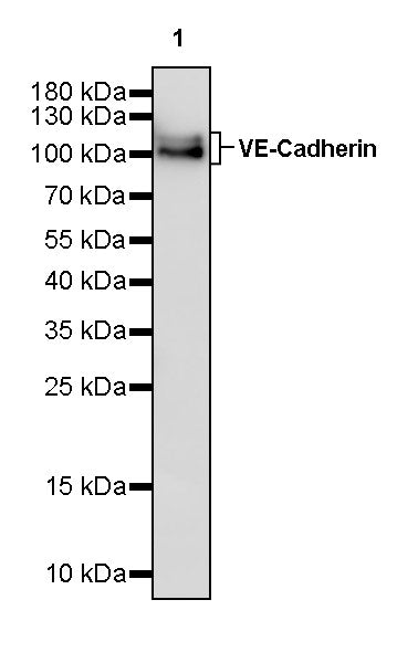 VE-Cadherin Recombinant Rabbit mAb (S-3312-5)