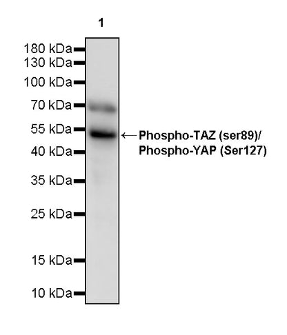 Phospho-TAZ (ser89)/Phospho-YAP (Ser127) Recombinant Rabbit mAb (S-1364-129)