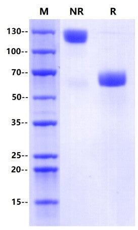 PD-1 Fc Chimera Protein, Human