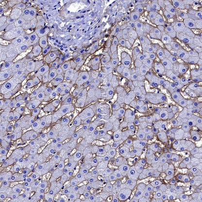 B7-H3 Recombinant Rabbit mAb (SDT-1333-8)