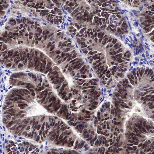 SOX17 Recombinant Rabbit mAb (SDT-1803-48)