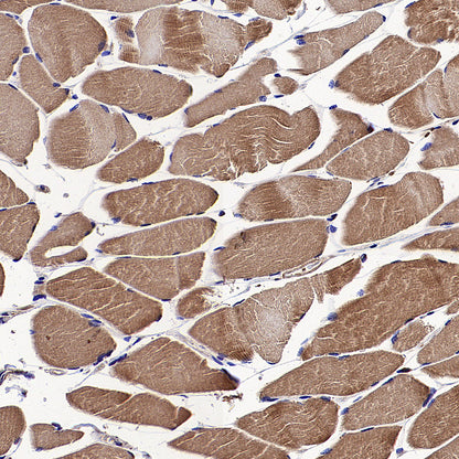 Beta Actin Recombinant Mouse mAb (S-5033)