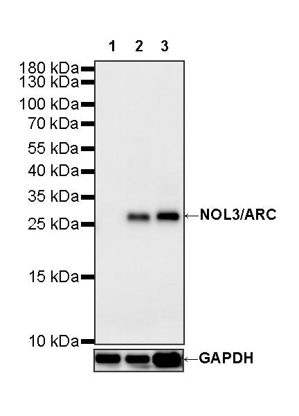 NOL3/ARC Recombinant Rabbit mAb (S-4660-38)