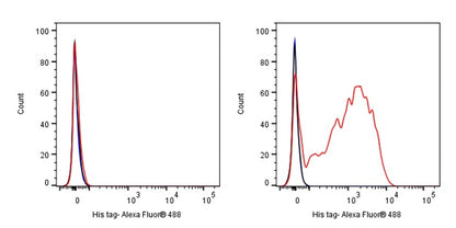 His tag Recombinant Rabbit mAb (Alexa Fluor® 488 Conjugate) (S-1398-151)