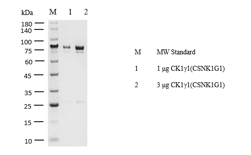 CK1γ1(CSNK1G1) Protein