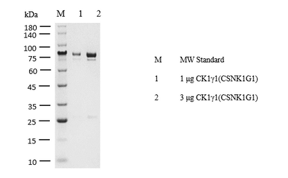 CK1γ1(CSNK1G1) Protein