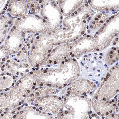 Fibrillarin Recombinant Rabbit mAb (S-1718-171)