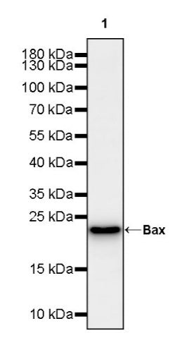 Bax Recombinant Rabbit mAb (S-2603-124)