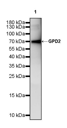 GPD2 Recombinant Rabbit mAb (S-2941-41)