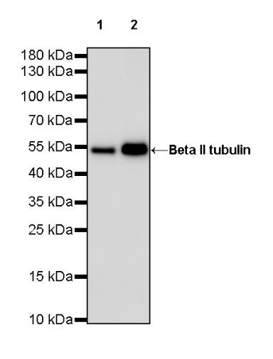 Beta II tubulin Recombinant Rabbit mAb (S-1055-2)