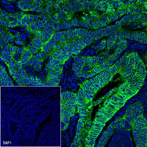 EpCAM Recombinant Rabbit mAb (Alexa Fluor® 488 Conjugate) (S-078-13)