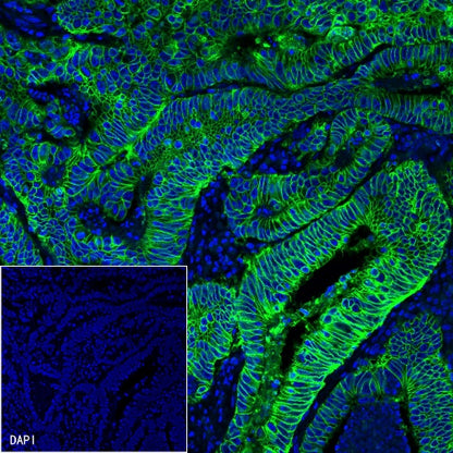 EpCAM Recombinant Rabbit mAb (Alexa Fluor® 488 Conjugate) (S-078-13)