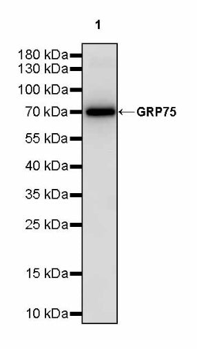 GRP75 Rabbit Polyclonal Antibody