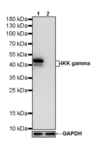 IKK gamma Recombinant Rabbit mAb (S-1359-118)
