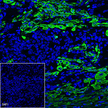 S-RMab® CD163 Recombinant Rabbit mAb,PBS Only (SDT-R164)
