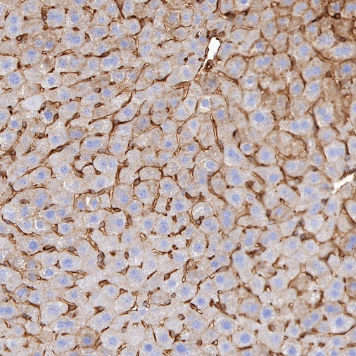 CD137 Recombinant Rabbit mAb (S-547-17)