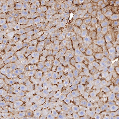 CD137 Recombinant Rabbit mAb (S-547-17)