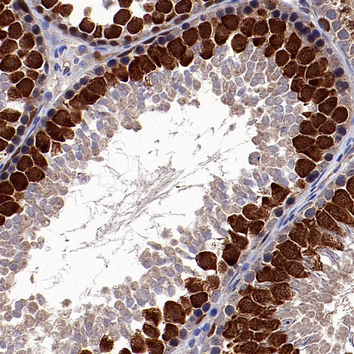 CDK1 Recombinant Rabbit mAb (S-1374-66)