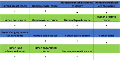 Peroxiredoxin 1/PAG Recombinant Rabbit mAb (S-1673-22)