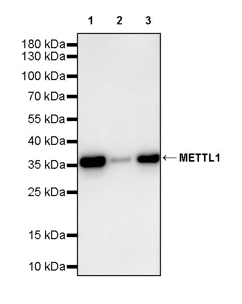 METTL1 Recombinant Rabbit mAb (S-4435-6)