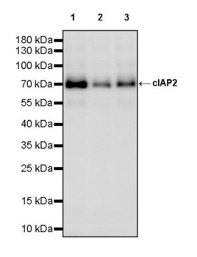 c-IAP2 Recombinant Rabbit mAb (S-3395)