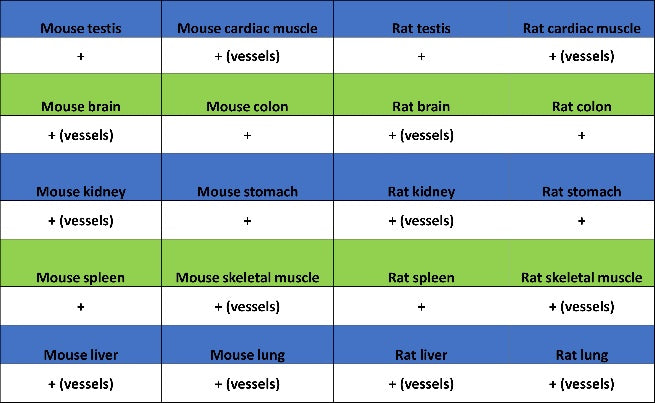 TAGLN/Transgelin Recombinant Rabbit mAb (S-1715-59)