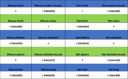 TAGLN/Transgelin Recombinant Rabbit mAb (S-1715-59)