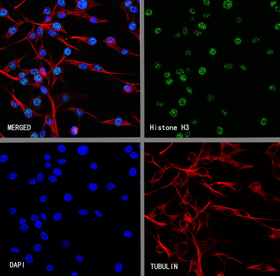 Histone H3 Recombinant Rabbit mAb (S-5672)