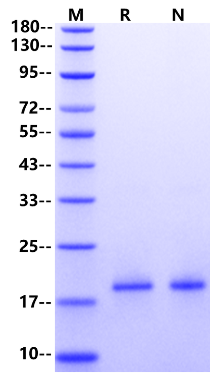 IL-18BP Protein, Human