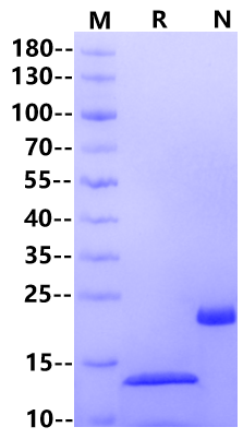 GDF-15/MIC-1 Protein, Human