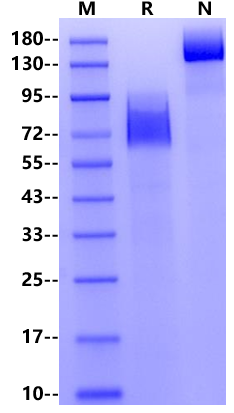 CD300g/Nepmucin/CLM9 Fc Chimera Protein, Mouse