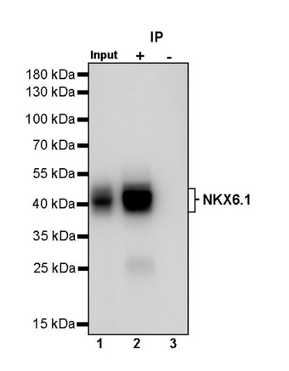 NKX6.1 Recombinant Rabbit mAb (S-260-31)