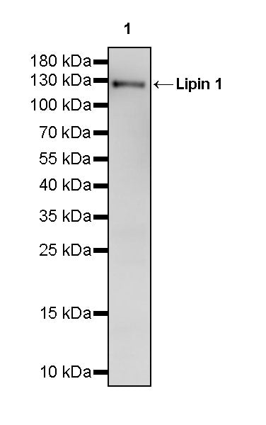 Lipin 1 Rabbit Polyclonal Antibody