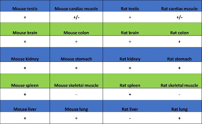 Ezrin Recombinant Rabbit mAb (S-1894-4)