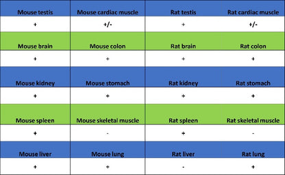 Ezrin Recombinant Rabbit mAb (S-1894-4)