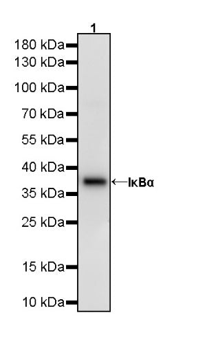 IκBα Recombinant Rabbit mAb (SDT-457-9)