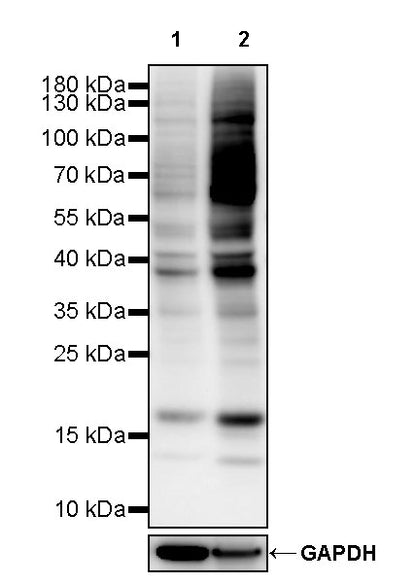 L-Lactyl Lysine Rabbit mAb
