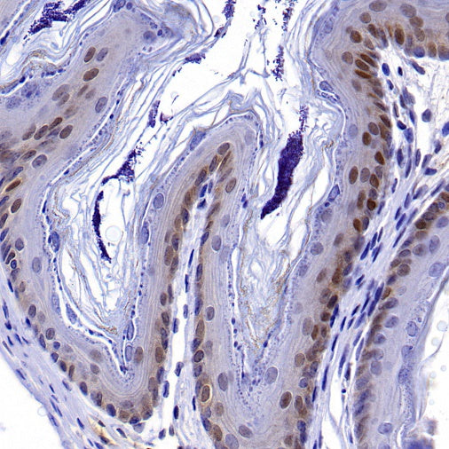 PDCD4 Rabbit polyclonal antibody