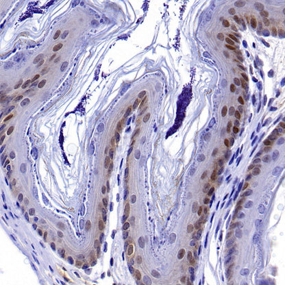 PDCD4 Rabbit polyclonal antibody