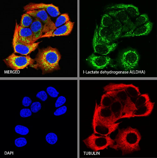 L-Lactate Dehydrogenase A/LDHA Rabbit Polyclonal Antibody