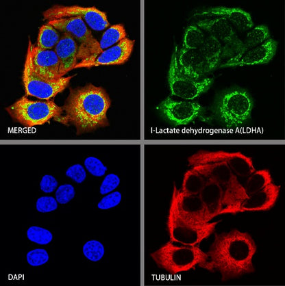 L-Lactate Dehydrogenase A/LDHA Rabbit Polyclonal Antibody
