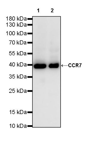 CCR7 Recombinant Rabbit mAb (S-R333)