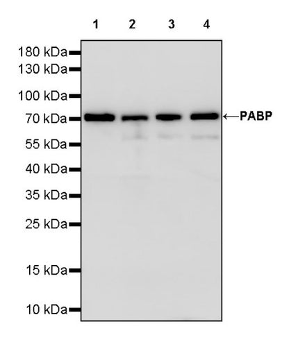 PABP Recombinant Rabbit mAb (S-1744-42)
