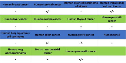 SEC23B Recombinant Rabbit mAb (S-1935-28)