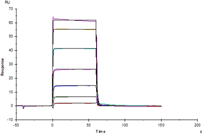 TIE2 Fc Chimera Protein, Cynomolgus