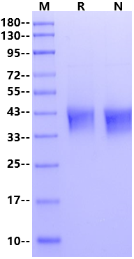 TNFR-2/CD120b His Tag Protein, Cynomolgus